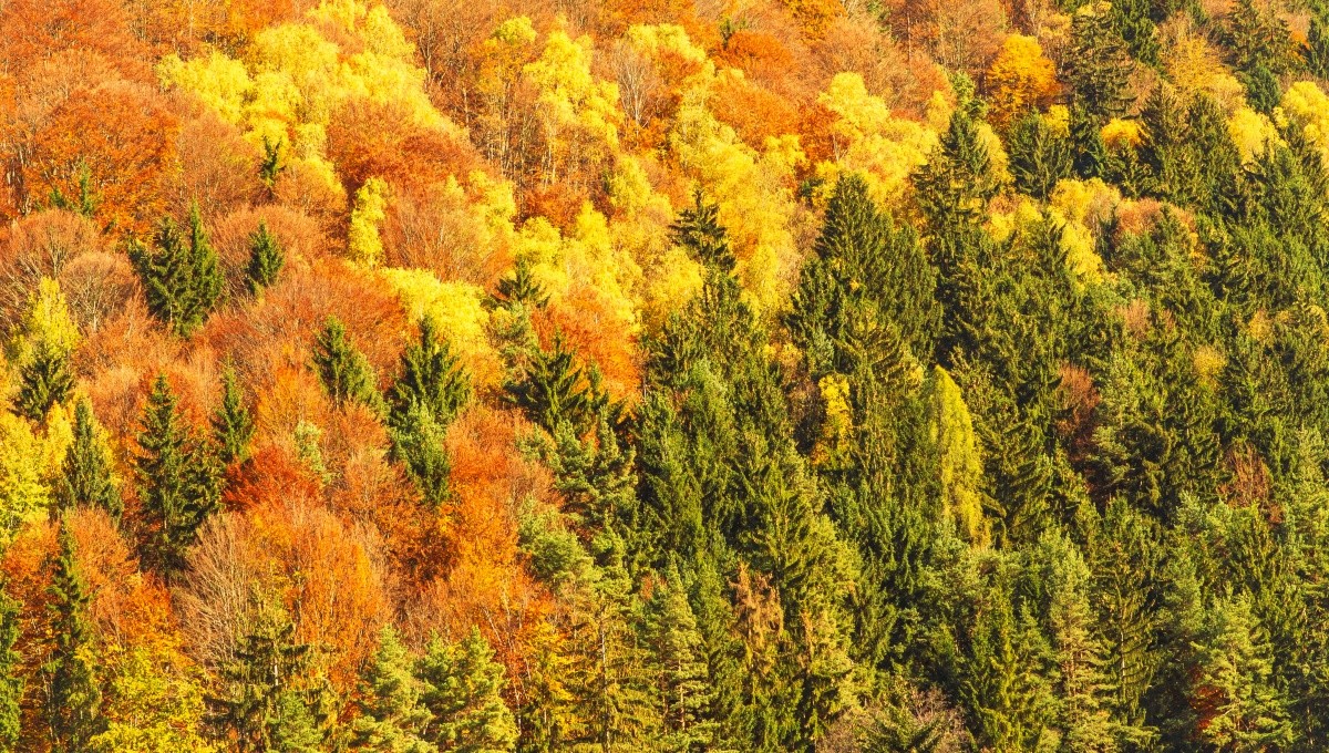 Wie entstehen Wälder?