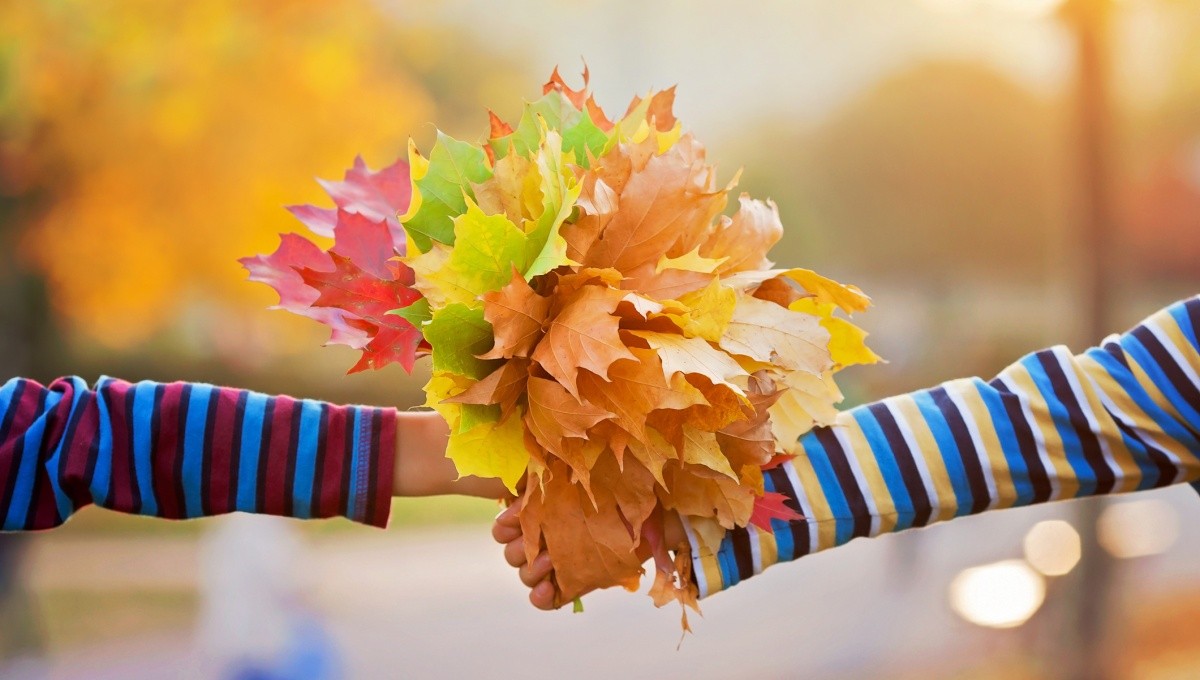 Warum Werden Die Blätter Im Herbst Bunt?